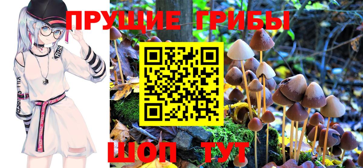 Псилоцибиновые грибы Psilocybe  Вход с VPN  Абинск 
